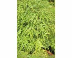 FLORASELF Japanse Esdoorn Acer Palmatum 'Dissectum Viridis' Potmaat Ø28 Cm H 80-100 Cm