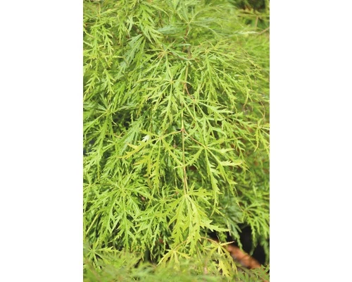 FLORASELF Japanse Esdoorn Acer Palmatum 'Dissectum Viridis' Potmaat Ø28 Cm H 80-100 Cm 3 FLORASELF Japanse Esdoorn Acer Palmatum 'Dissectum Viridis' Potmaat Ø28 Cm H 80-100 Cm