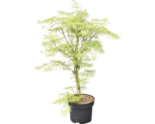 FLORASELF Japanse Esdoorn Acer Palmatum 'Dissectum Viridis' Potmaat Ø28 Cm H 80-100 Cm 4 FLORASELF Japanse Esdoorn Acer Palmatum 'Dissectum Viridis' Potmaat Ø28 Cm H 80-100 Cm - Afbeelding 2