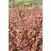FLORASELF Zuurbes Berberis Thunbergii 'Orange Rocket'® Potmaat Ø 33 Cm H 50-60 Cm -FLORASELF Verkoop DV 8 10189164 01 4c DE 20191019211657