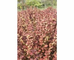 FLORASELF Zuurbes Berberis Thunbergii 'Orange Rocket'® Potmaat Ø 33 Cm H 50-60 Cm