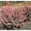 FLORASELF Japanse Berberis Berberis Thunbergii 'Harlequin' Potmaat Ø 33,0 Cm H 50-60 Cm -FLORASELF Verkoop DV 8 10189178 01 4c DE 20191019212524