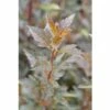 FLORASELF Sneeuwbalspirea Physocarpus Opulifolius 'Little Devil' Potmaat Ø 28,0 Cm H 80-100 Cm -FLORASELF Verkoop DV 8 10189184 01 4c DE 20191020003419