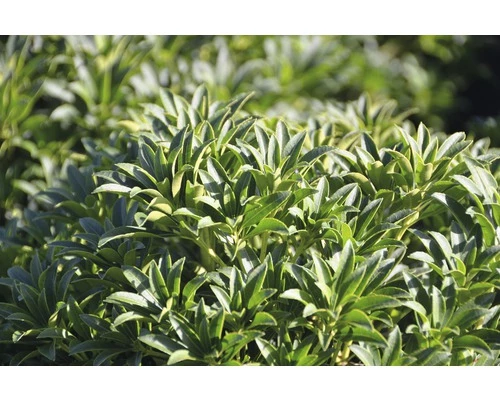 FloraSelf Rotsheide Pieris Japonica 'Sinfonia' Potmaat Ø 23 Cm H 40-50 Cm 3 FloraSelf Rotsheide Pieris Japonica 'Sinfonia' Potmaat Ø 23 Cm H 40-50 Cm