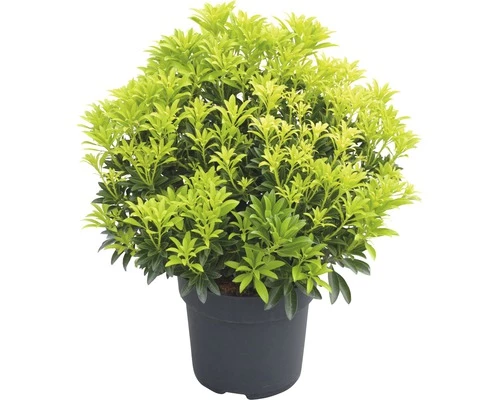 FloraSelf Rotsheide Pieris Japonica 'Sinfonia' Potmaat Ø 23 Cm H 40-50 Cm 4 FloraSelf Rotsheide Pieris Japonica 'Sinfonia' Potmaat Ø 23 Cm H 40-50 Cm - Afbeelding 2