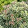 FLORASELF Rotsheide Pieris Japonica 'Little Heath' Potmaat Ø23 Cm H 40-50 Cm -FLORASELF Verkoop DV 8 10189241 01 4c DE 20191020015527