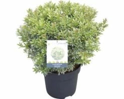 FLORASELF Rotsheide Pieris Japonica 'Little Heath' Potmaat Ø23 Cm H 40-50 Cm -FLORASELF Verkoop DV 8 10189241 02 4c DE 20191022064659