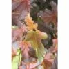FLORASELF Sneeuwbalspirea Physocarpus Opulifolius 'Center Glow' Potmaat Ø 23 Cm H 60-100 Cm -FLORASELF Verkoop DV 8 10189245 01 4c DE 20191020015431