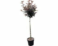 FLORASELF Sneeuwbalspirea Physocarpus Opulifolius 'Center Glow' Potmaat Ø 23 Cm H 60-100 Cm -FLORASELF Verkoop DV 8 10189245 02 4c DE 20191022051658