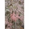 FLORASELF Japanse Esdoorn Acer Palmatum 'Orangeola' Potmaat Ø 28 Cm H 80-100 Cm -FLORASELF Verkoop DV 8 10189248 01 4c DE 20191020015739