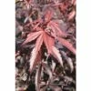 FLORASELF Japanse Esdoorn Acer Palmatum 'Skeeter's Broom' Potmaat Ø28 Cm H 80-100 Cm -FLORASELF Verkoop DV 8 10189249 01 4c DE 20201209111800