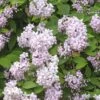 FLORASELF Bruidsbloem Deutzia 'Mont Rose' Potmaat Ø28 Cm H 80-100 Cm -FLORASELF Verkoop DV 8 10189255 01 4c DE 20191020015836