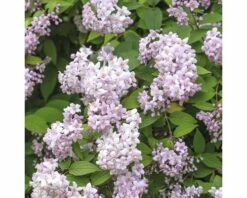 FLORASELF Bruidsbloem Deutzia 'Mont Rose' Potmaat Ø28 Cm H 80-100 Cm