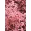 FLORASELF Japanse Esdoorn Acer Palmatum 'Beni-Maiko' Potmaat Ø 28 Cm H 80-100 Cm -FLORASELF Verkoop DV 8 10189259 01 4c DE 20191020020158