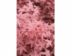 FLORASELF Japanse Esdoorn Acer Palmatum 'Beni-Maiko' Potmaat Ø 28 Cm H 80-100 Cm