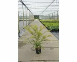 FLORASELF Japanse Esdoorn Acer Palmatum 'Phoenix' Potmaat Ø 28,0 Cm H 80-100 Cm -FLORASELF Verkoop DV 8 10189260 01 4c DE 20191022114653