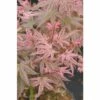 FLORASELF Japanse Esdoorn Acer Palmatum 'Phoenix' Potmaat Ø 28,0 Cm H 80-100 Cm 1 FLORASELF Japanse Esdoorn Acer Palmatum 'Phoenix' Potmaat Ø 28,0 Cm H 80-100 Cm -FLORASELF Verkoop DV 8 10189260 02 4c DE 20191020020347