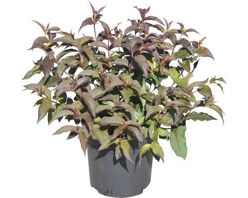 FLORASELF Diervilla Diervilla Splendens 'Diva' Potmaat Ø 23,0 Cm H 30-50 Cm 4 FLORASELF Diervilla Diervilla Splendens 'Diva' Potmaat Ø 23,0 Cm H 30-50 Cm - Afbeelding 2