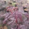 FLORASELF Japanse Esdoorn Acer Palmatum 'Firecracker' Potmaat Ø21 Cm H 40-50 Cm -FLORASELF Verkoop DV 8 10189300 01 4c DE 20191020022203