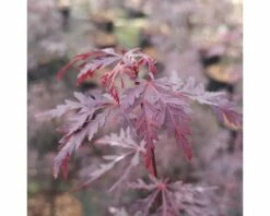 FLORASELF Japanse Esdoorn Acer Palmatum 'Firecracker' Potmaat Ø21 Cm H 40-50 Cm