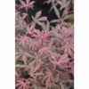FLORASELF Japanse Esdoorn Acer Palmatum 'Jerre Schwartz' Potmaat Ø 21 Cm H 40-50 Cm -FLORASELF Verkoop DV 8 10189302 02 4c DE 20191020025814