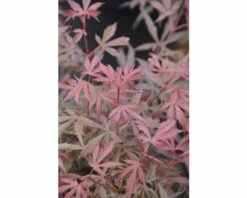 FLORASELF Japanse Esdoorn Acer Palmatum 'Jerre Schwartz' Potmaat Ø 21 Cm H 40-50 Cm