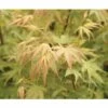 FLORASELF Japanse Esdoorn Acer Palmatum 'Sangokaku' Potmaat Ø 21.0 Cm H 40-60 Cm -FLORASELF Verkoop DV 8 10189306 01 4c DE 20191020030755