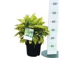 FloraSelf Japanse Broodboom Aucuba Japonica 'Crotonifolia' Potmaat Ø 21 Cm H 40-50 Cm -FLORASELF Verkoop DV 8 10189309 01 4c DE 20191022094656