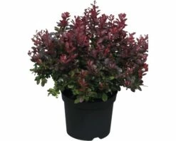 FLORASELF Japanse Berberis Berberis Thunbergii 'Atropurpurea Nana' Potmaat Ø 21,0 Cm H 30-40 Cm -FLORASELF Verkoop DV 8 10189310 01 4c DE 20191022094656