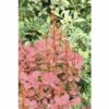 FloraSelf Japanse Berberis Berberis Thunbergii 'Orange Rocket'® Potmaat Ø 21 Cm H 30-40 Cm 2 FloraSelf Japanse Berberis Berberis Thunbergii 'Orange Rocket'® Potmaat Ø 21 Cm H 30-40 Cm -FLORASELF Verkoop DV 8 10189313 01 4c DE 20191020031124
