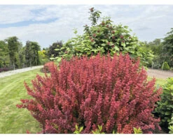FloraSelf Japanse Berberis Berberis Thunbergii 'Orange Rocket'® Potmaat Ø 21 Cm H 30-40 Cm -FLORASELF Verkoop DV 8 10189313 03 4c DE 20220718091651