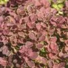 FLORASELF Zuurbes Berberis Thunbergii 'Ruby Star' Potmaat Ø21 Cm H 30-40 Cm -FLORASELF Verkoop DV 8 10189314 01 4c DE 20191020031148