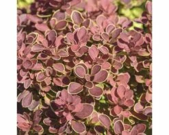 FLORASELF Zuurbes Berberis Thunbergii 'Ruby Star' Potmaat Ø21 Cm H 30-40 Cm