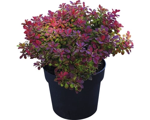 FLORASELF Zuurbes Berberis Thunbergii 'Ruby Star' Potmaat Ø21 Cm H 30-40 Cm 4 FLORASELF Zuurbes Berberis Thunbergii 'Ruby Star' Potmaat Ø21 Cm H 30-40 Cm - Afbeelding 2