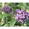 FLORASELF Vlinderstruik Buddleja Davidii 'Pink Delight' Potmaat Ø 21,0 Cm H 60-80 Cm -FLORASELF Verkoop DV 8 10189318 01 4c DE 20191020211658