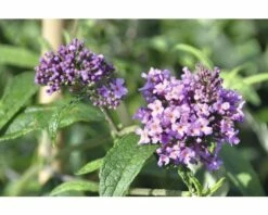 FLORASELF Vlinderstruik Buddleja Davidii 'Pink Delight' Potmaat Ø 21,0 Cm H 60-80 Cm