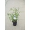 FLORASELF Vlinderstruik Buddleja Davidii 'White Profusion' Potmaat Ø 21,0 Cm H 60-80 Cm -FLORASELF Verkoop DV 8 10189319 02 4c DE 20191020211658