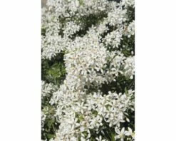 FloraSelf Choisya Choysia Ternata 'White Dazzler' Potmaat Ø 21 Cm H 30-40 Cm