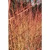 FLORASELF Kornoelje Cornus Sanguineum 'Wintersun' Potmaat Ø21 Cm H 50-60 Cm -FLORASELF Verkoop DV 8 10189334 01 4c DE 20191020211658