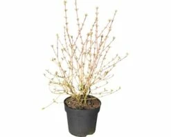 FLORASELF Kornoelje Cornus Sanguineum 'Wintersun' Potmaat Ø21 Cm H 50-60 Cm -FLORASELF Verkoop DV 8 10189334 02 4c DE 20191022114753