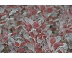 FLORASELF Pruikenboom Cotinus Coggygria 'Lilla' Potmaat Ø 21 Cm H 40-50 Cm