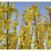FLORASELF Chinees Klokje Forsythia Intermedia 'Mikador' Potmaat Ø21 Cm H 40-60 Cm 2 FLORASELF Chinees Klokje Forsythia Intermedia 'Mikador' Potmaat Ø21 Cm H 40-60 Cm -FLORASELF Verkoop DV 8 10189340 01 4c DE 20191020211659