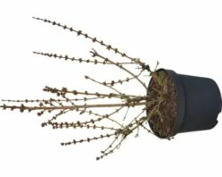 FLORASELF Chinees Klokje Forsythia Intermedia 'Mikador' Potmaat Ø21 Cm H 40-60 Cm -FLORASELF Verkoop DV 8 10189340 02 4c DE 20191023051651