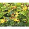 FLORASELF Hertshooi Hypericum Inodorum 'Magical Lightning' Potmaat Ø 21,0 Cm H 40-60 Cm -FLORASELF Verkoop DV 8 10189346 02 4c DE 20191020211658