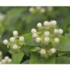 FLORASELF Hertshooi Hypericum Inodorum 'Magical White' Potmaat Ø 21,0 Cm H 40-60 Cm -FLORASELF Verkoop DV 8 10189347 02 4c DE 20191020211659