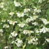 FloraSelf Boerenjasmijn Philadelphus 'Lemoinei' Potmaat Ø 21 Cm H 60-80 Cm -FLORASELF Verkoop DV 8 10189351 01 4c DE 20191020211658