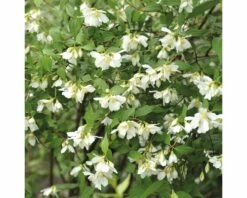 FloraSelf Boerenjasmijn Philadelphus 'Lemoinei' Potmaat Ø 21 Cm H 60-80 Cm