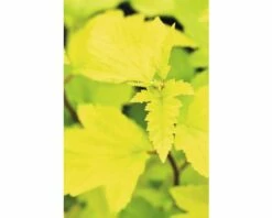 FLORASELF Blaasspirea Physocarpus Opulifolius 'Nugget' Potmaat Ø21 Cm H 50-60 Cm