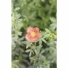FLORASELF Ganzerik Potentilla Fruticosa 'Red Lady' Potmaat Ø 21.0 Cm H 30-40 Cm -FLORASELF Verkoop DV 8 10189360 01 4c DE 20191020211659
