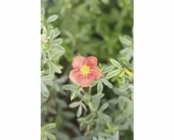 FLORASELF Ganzerik Potentilla Fruticosa 'Red Lady' Potmaat Ø 21.0 Cm H 30-40 Cm